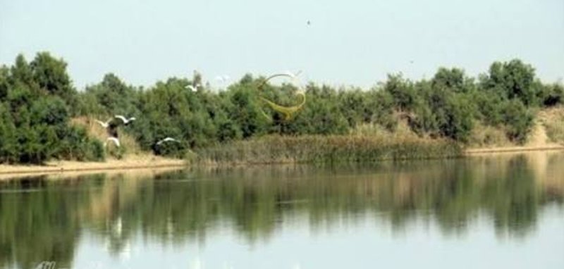 حله