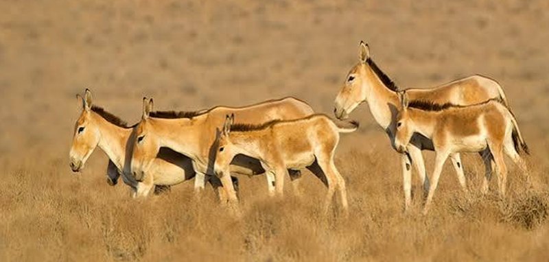 بهرام گور