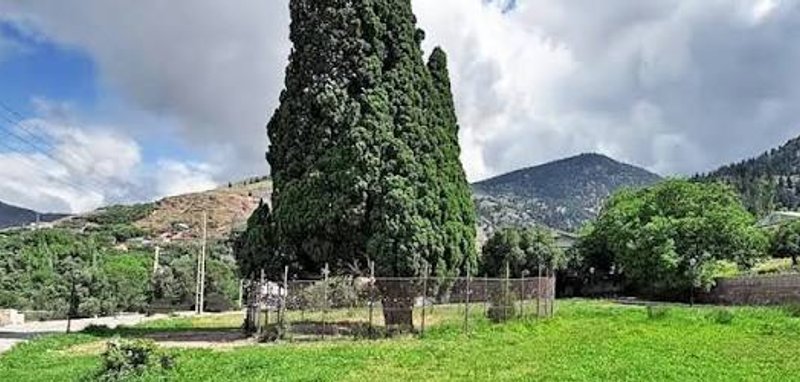 سرو هرزویل