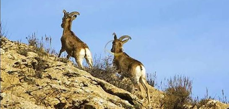 گنو