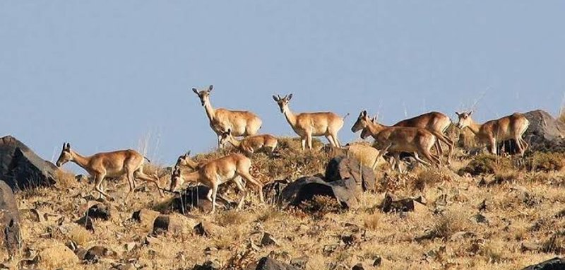 کوه خیز و سرخ (خائیز)