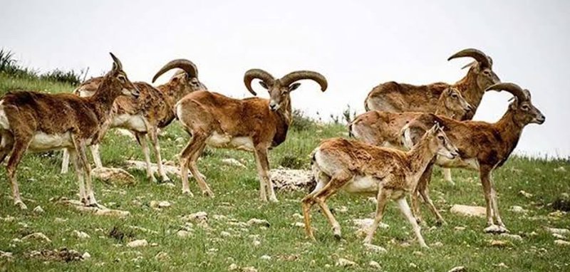 بیجار
