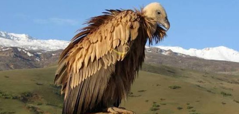 سفیدکوه