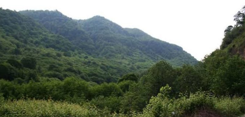 شیرگاه