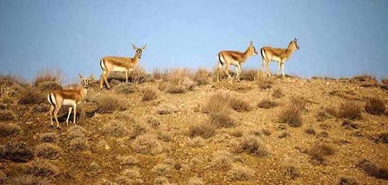 سالوک