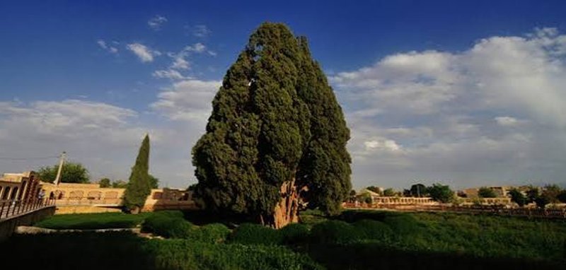سرو کهنسال ابرکوه (اثر طبیعی-تاریخی)